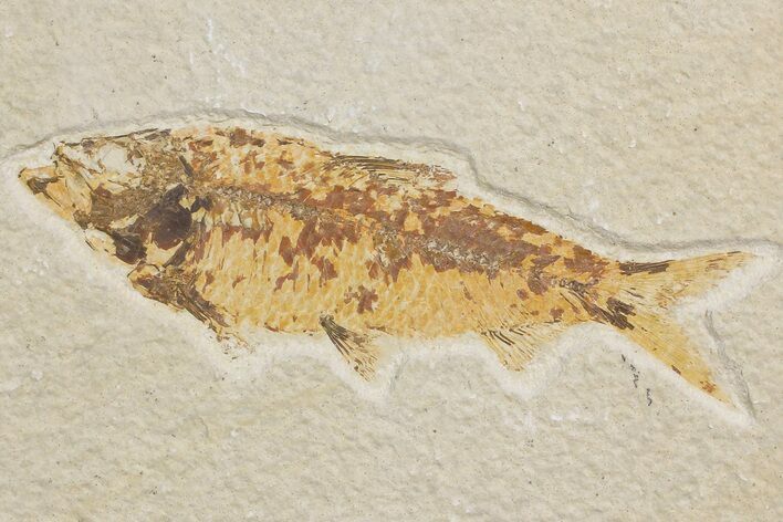 Fossil Fish (Knightia) - Wyoming #176417